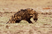 Cibetka africka - Civettictis Civetta - African Civet o2104